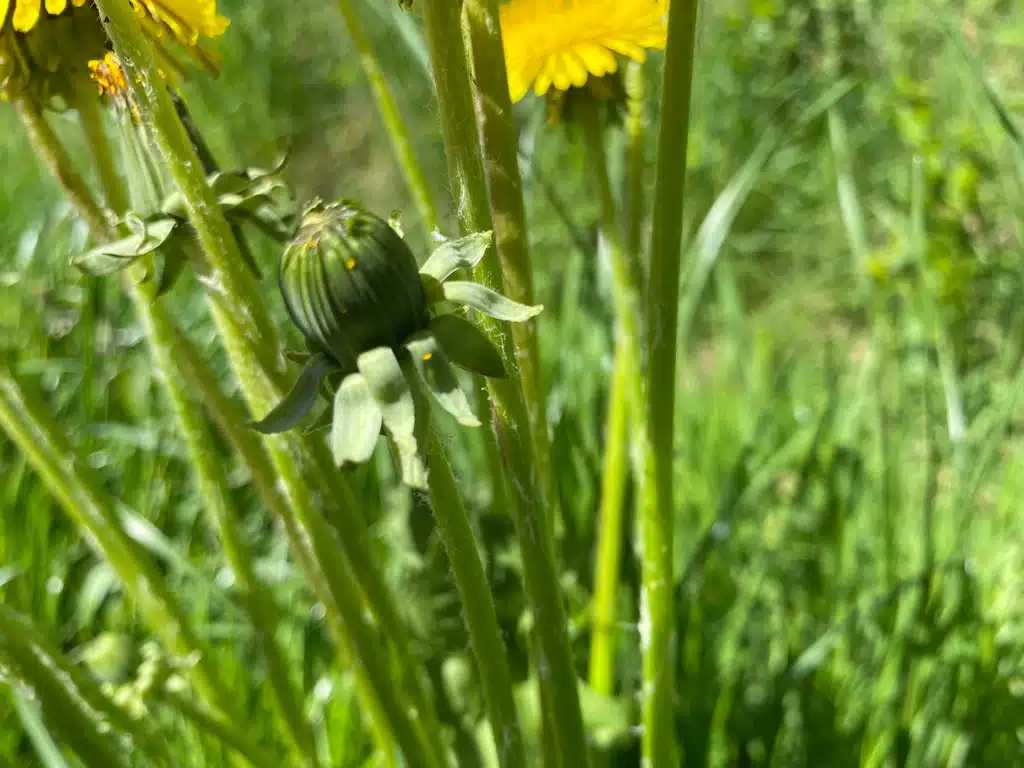 Eingelegte 💛 Löwenzahnknospen by Vita Verde Köln